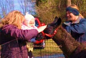 Traveling Petting Zoo