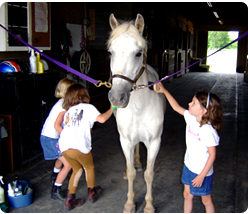 Equine Education