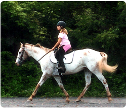 Pony Rides